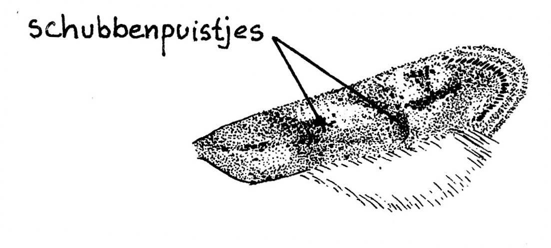 Voorvleugel van Mompha miscella (Momphidae).